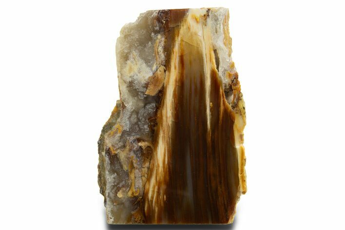 Colorful Polished Petrified Wood Stand-Up - California #336249